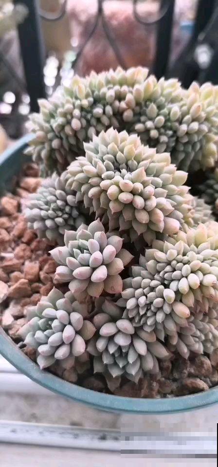 养多肉注意4个要点，新手也能养出缀化肉，看着特震撼