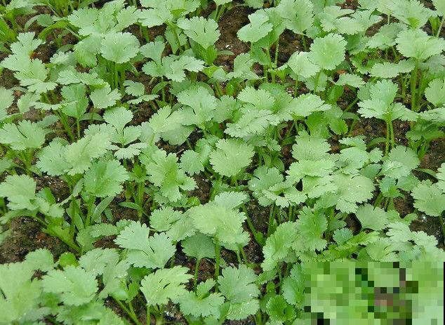 在家阳台上,找个泡沫箱种菜,俩月吃上嫩蔬菜 在家阳台上,找个泡沫箱种菜,俩月吃上嫩蔬菜