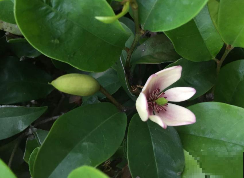 “娇羞美人”含笑花，似放非放，清香飘十里！