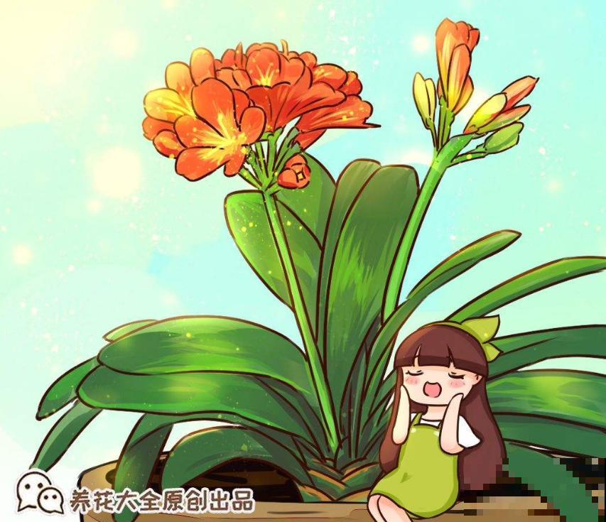 买君子兰水太深，掌握这些标准，一眼判断品质好坏！