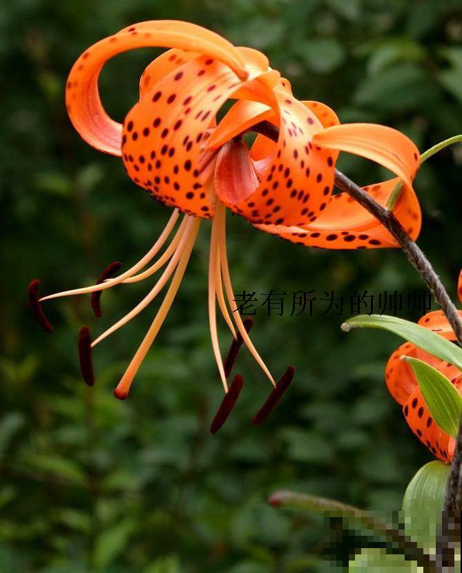 卷丹百合品性好，耐寒又耐热，怎么养都死不了！