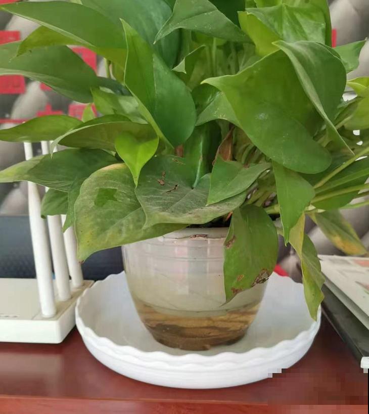 养花如何增加空气湿度？4个小妙招，省下空气加湿器的钱！