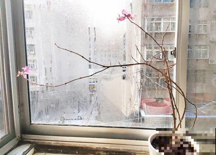 11月,千万别买这种花,养不活惹一肚子气! 11月,千万别买这种花,养不活惹一肚子气!