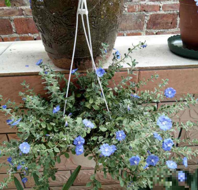 特励志的蓝星花，花朵只开一天，花期是一年！