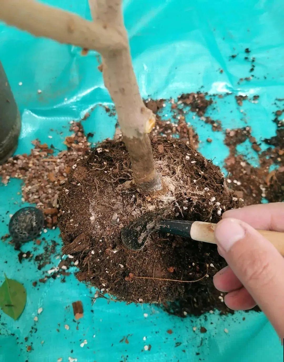 这种花就欠“拽”，没事拽拽根，变成老桩美到爆！