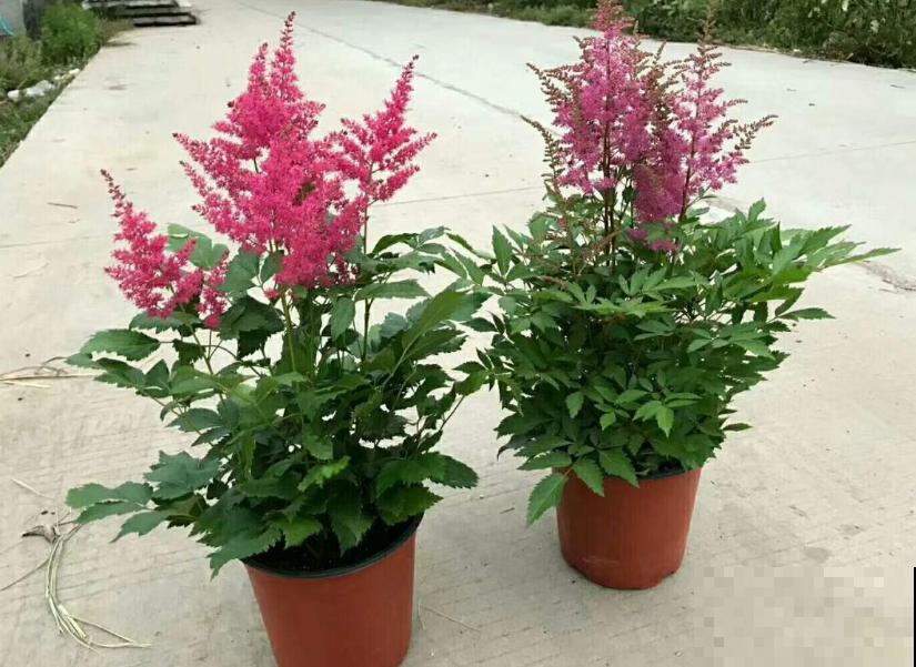 “网红”花卉落新妇，花型别致，如尖尖的宝塔！