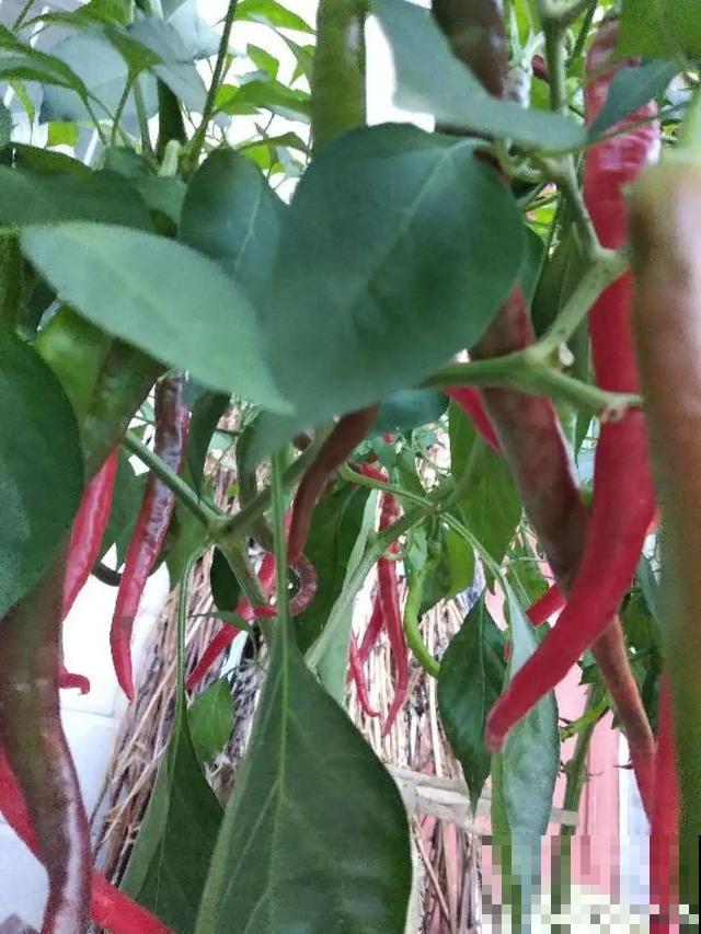 我想有个菜园子,秋天结满新鲜蔬菜,现在正收获! 我想有个菜园子,秋天结满新鲜蔬菜,现在正收获!