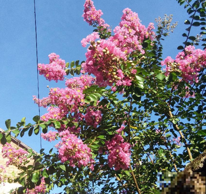 紫薇花开得小,别急,原因很多,进来查一查! 紫薇花开得小,别急,原因很多,进来查一查!