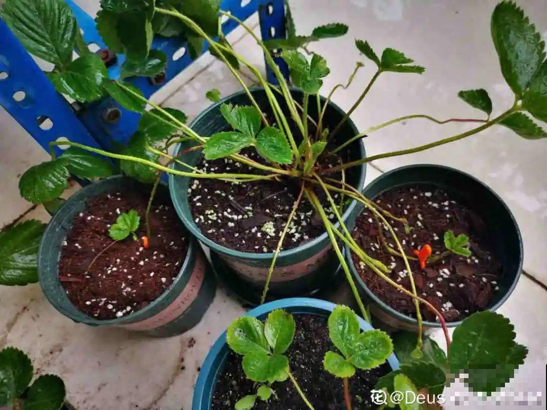 秋天养盆草莓，很快就开花，还能结果子