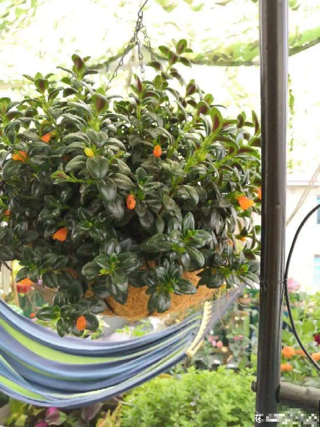 挂起来就能养的花,开花多不占地儿,家里能养100盆! 挂起来就能养的花,开花多不占地儿,家里能养100盆!