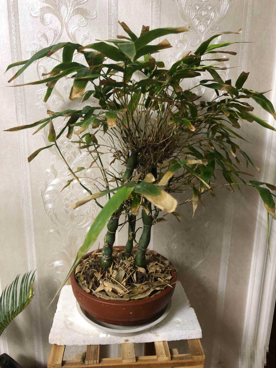 家里养盆“吉祥竹”，枝干翠绿有生机，寓意日子节节高