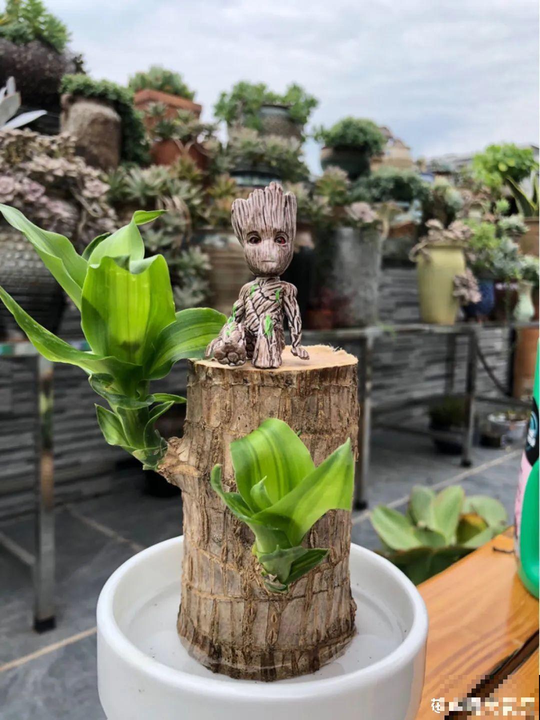 这花冬天要冻死,抓紧埋土里,还能活命! 这花冬天要冻死,抓紧埋土里,还能活命!