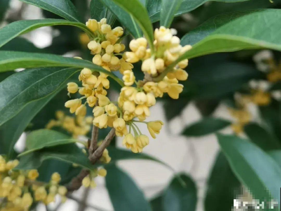 你在哪个城市，最适合养的花就是它！