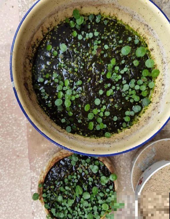 离家半个月，回来花全死了，别扔，还有救！