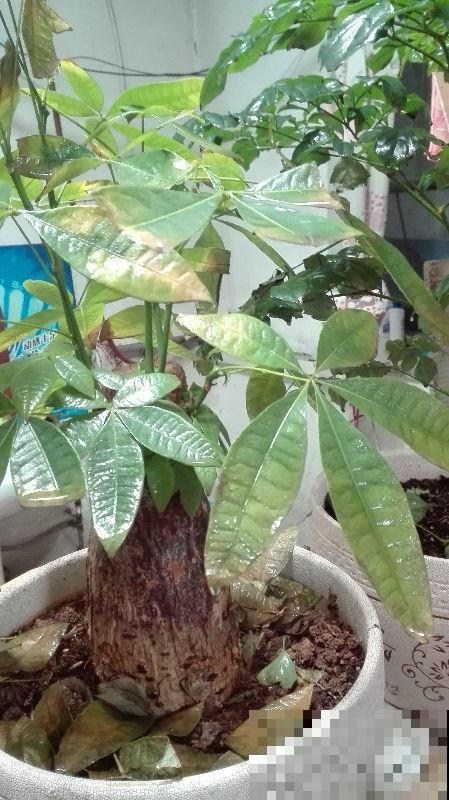 绿植过冬有讲究,太暖和,绿植也能得“暖气病”! 绿植过冬有讲究,太暖和,绿植也能得“暖气病”!