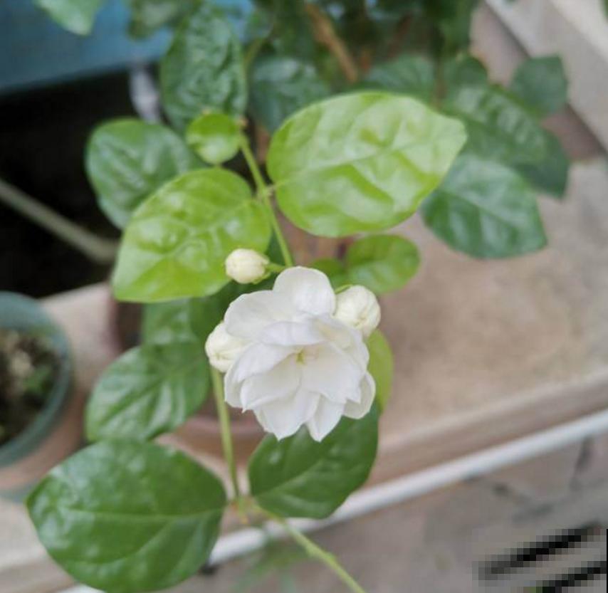 这种茉莉不能买，疯狂掉花苞，再便宜也不要！