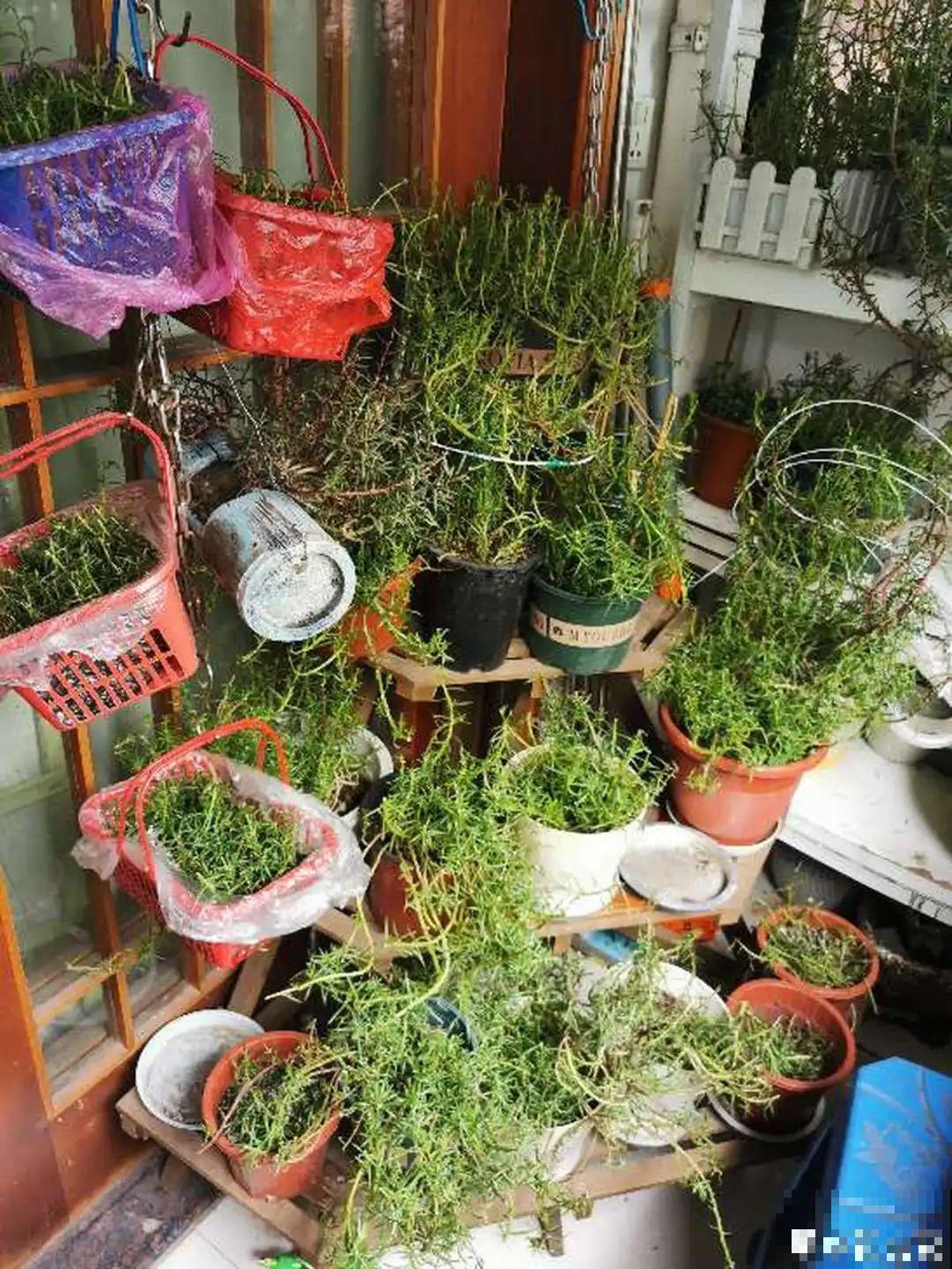 冬天休眠的花，你以为它死了，其实还活着！