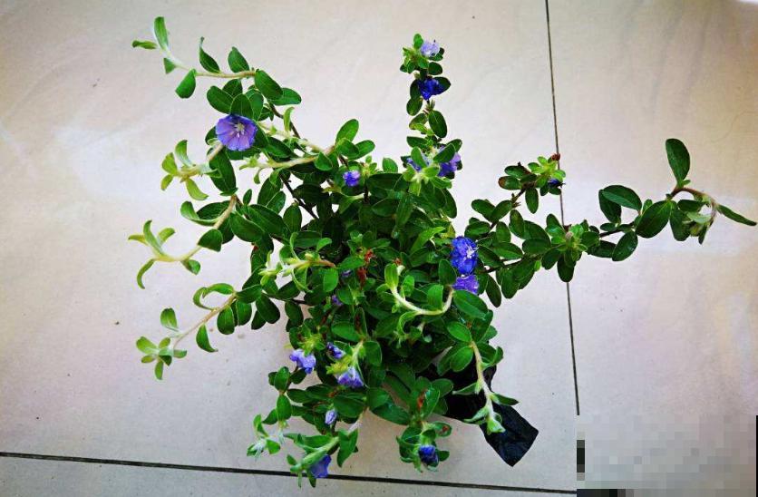 特励志的蓝星花，花朵只开一天，花期是一年！