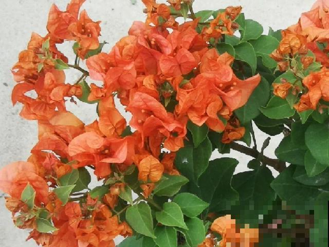 十月养这花,撸叶子、少浇水,10天冒出大花苞! 十月养这花,撸叶子、少浇水,10天冒出大花苞!