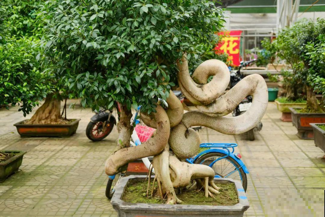 逛花市必买的花，十月入手刚刚好，不买亏大了！