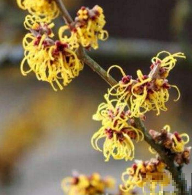 金缕梅不是梅，造型别致，美容护肤用处大！