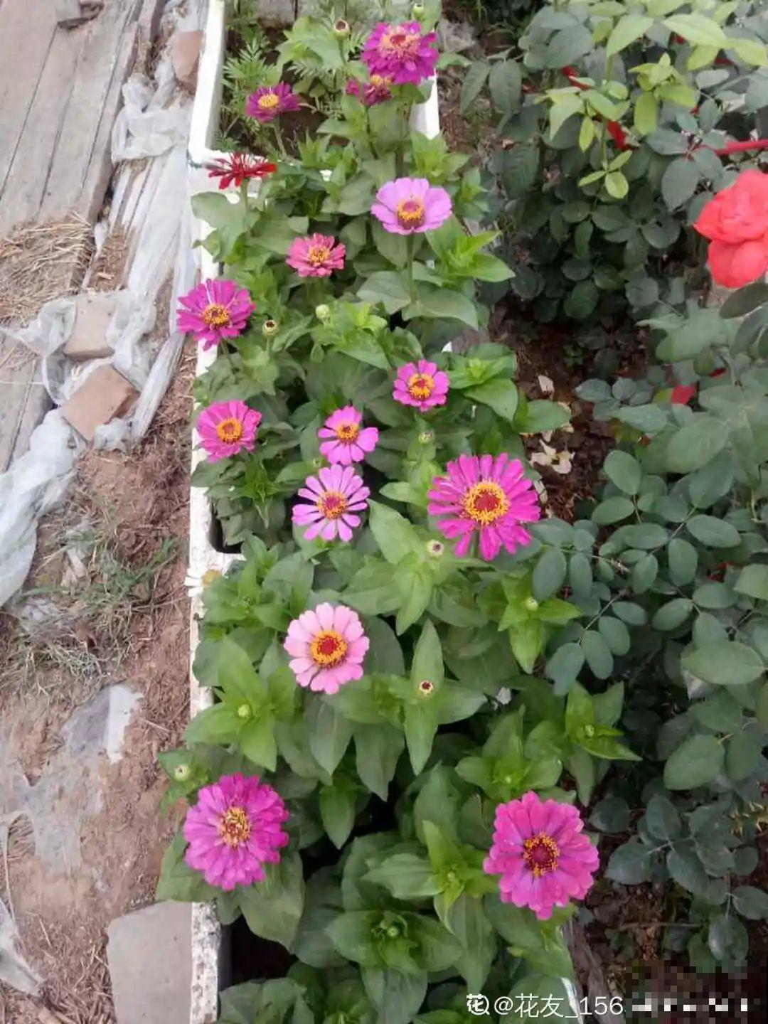 路过垃圾桶，捡走两个泡沫箱，回家扦插出了一大片花