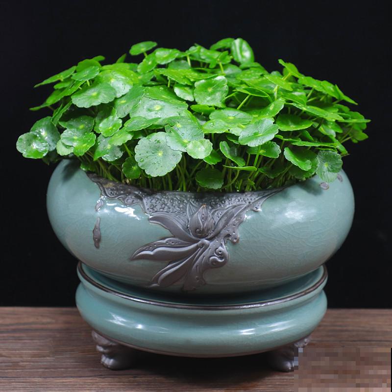 暖气一来，3种花要是再不喷水，就要干成枯草了