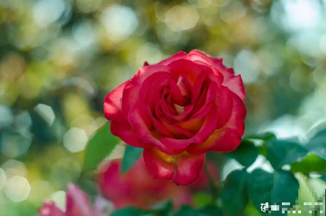 你在哪个城市，最适合养的花就是它！