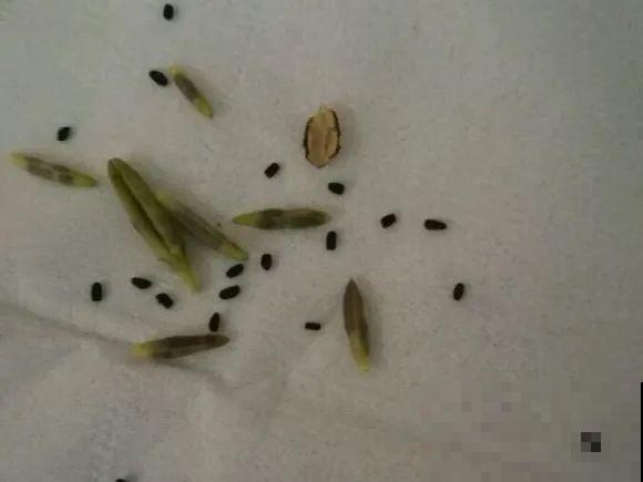 秋分后，绿化带捡种子，回家撒土里就活！