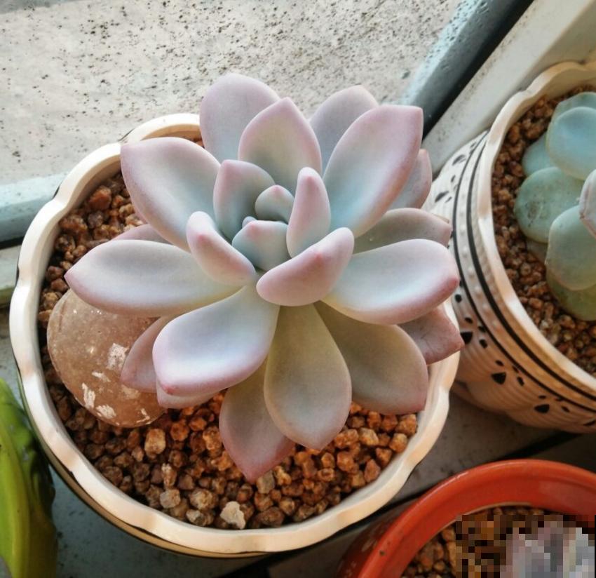 多肉配土有讲究，灵活调配比例，不能“死搬教条”！