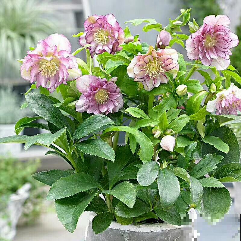 冬天养盆铁筷子,-20℃也能活,大雪天照样呼呼开花! 冬天养盆铁筷子,-20℃也能活,大雪天照样呼呼开花!