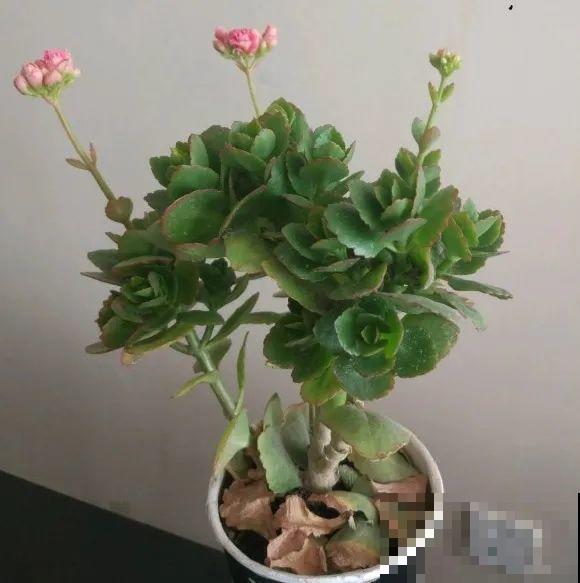 养花叶子突然发黄，赶紧救，还有希望！