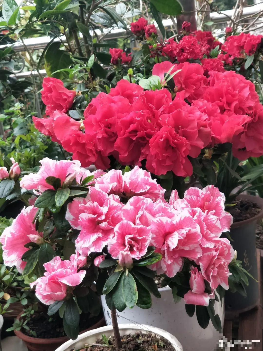 6种花爱吃醋,隔段时间喂口醋,叶子绿油油 6种花爱吃醋,隔段时间喂口醋,叶子绿油油