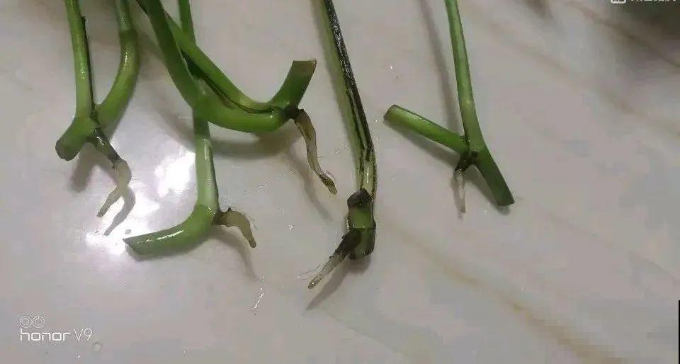 这花冬天要冻死,抓紧埋土里,还能活命! 这花冬天要冻死,抓紧埋土里,还能活命!