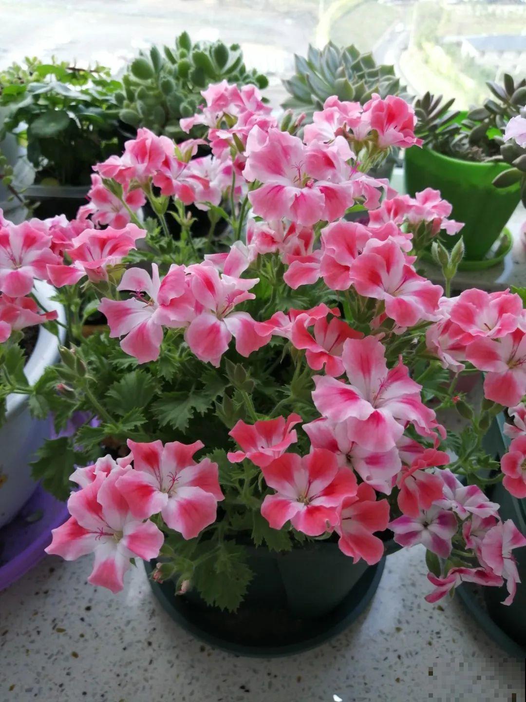 想省心就养这些花,没有病虫害,就爱开花! 想省心就养这些花,没有病虫害,就爱开花!