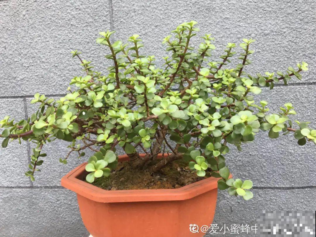 10种花少浇水，天冷容易涝根，旱一旱才长得旺