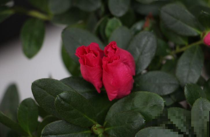 映山红不等于杜鹃花,两个标准要符合,别再搞混了! 映山红不等于杜鹃花,两个标准要符合,别再搞混了!