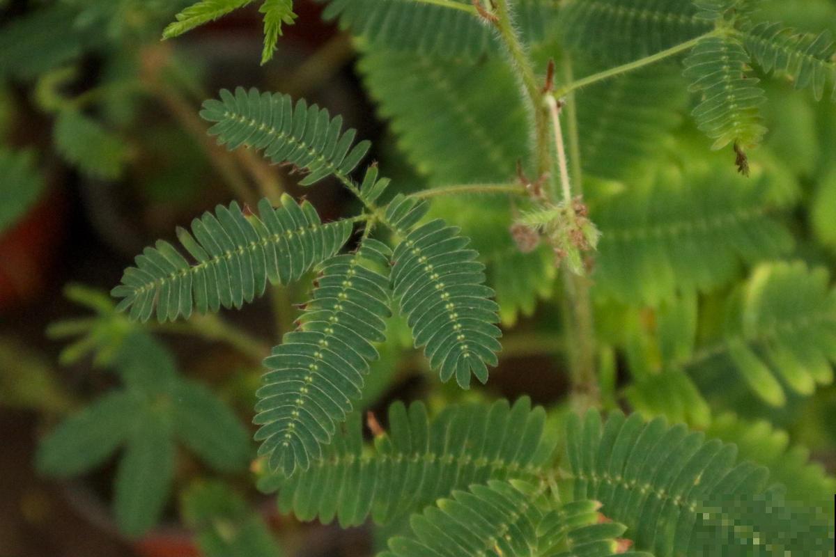 干不死的“九死还魂草”,放水里泡一泡,干草变成绿盆栽 干不死的“九死还魂草”,放水里泡一泡,干草变成绿盆栽