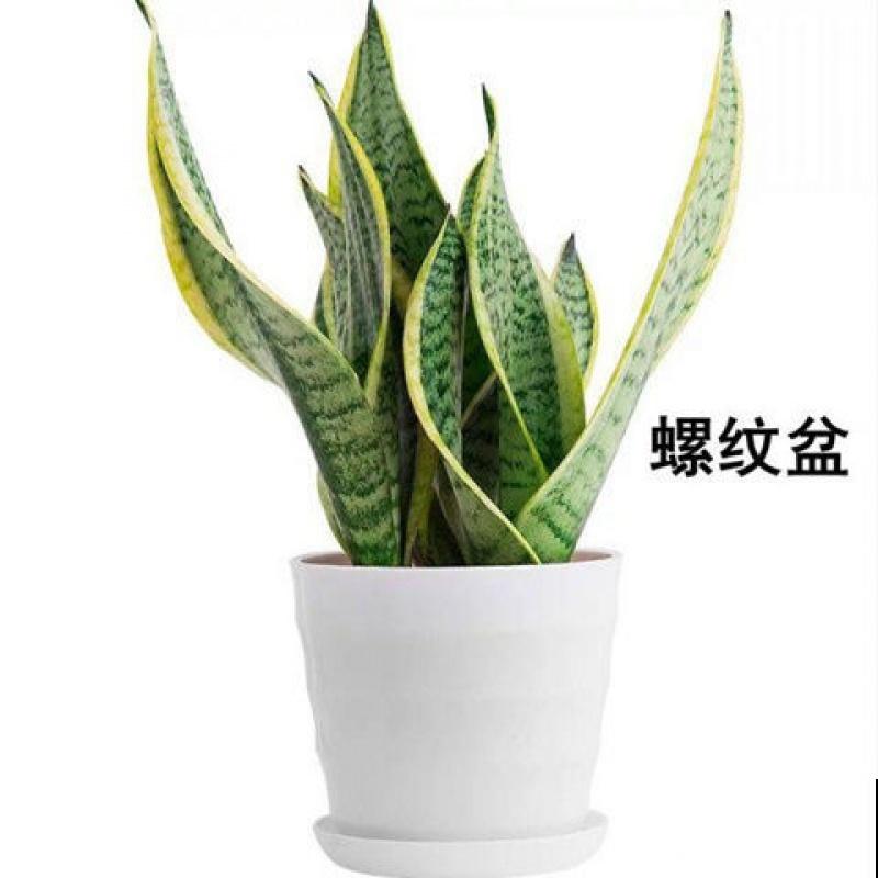 虎尾兰冬天很脆弱，肥水都少用，用多了就犯病！