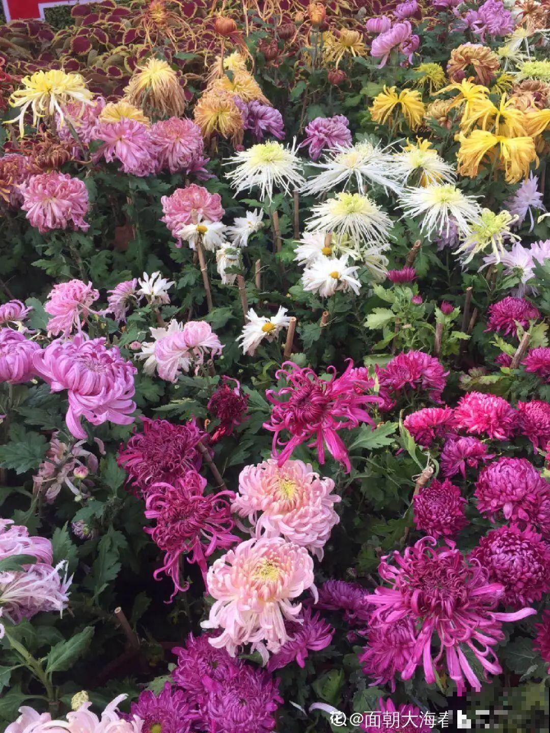 8种花，养嫩不养老，老了要多修剪！