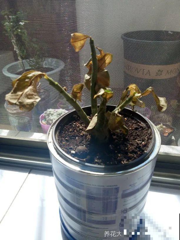 这些花快搬进室内，再不搬就晚啦！死翘翘！