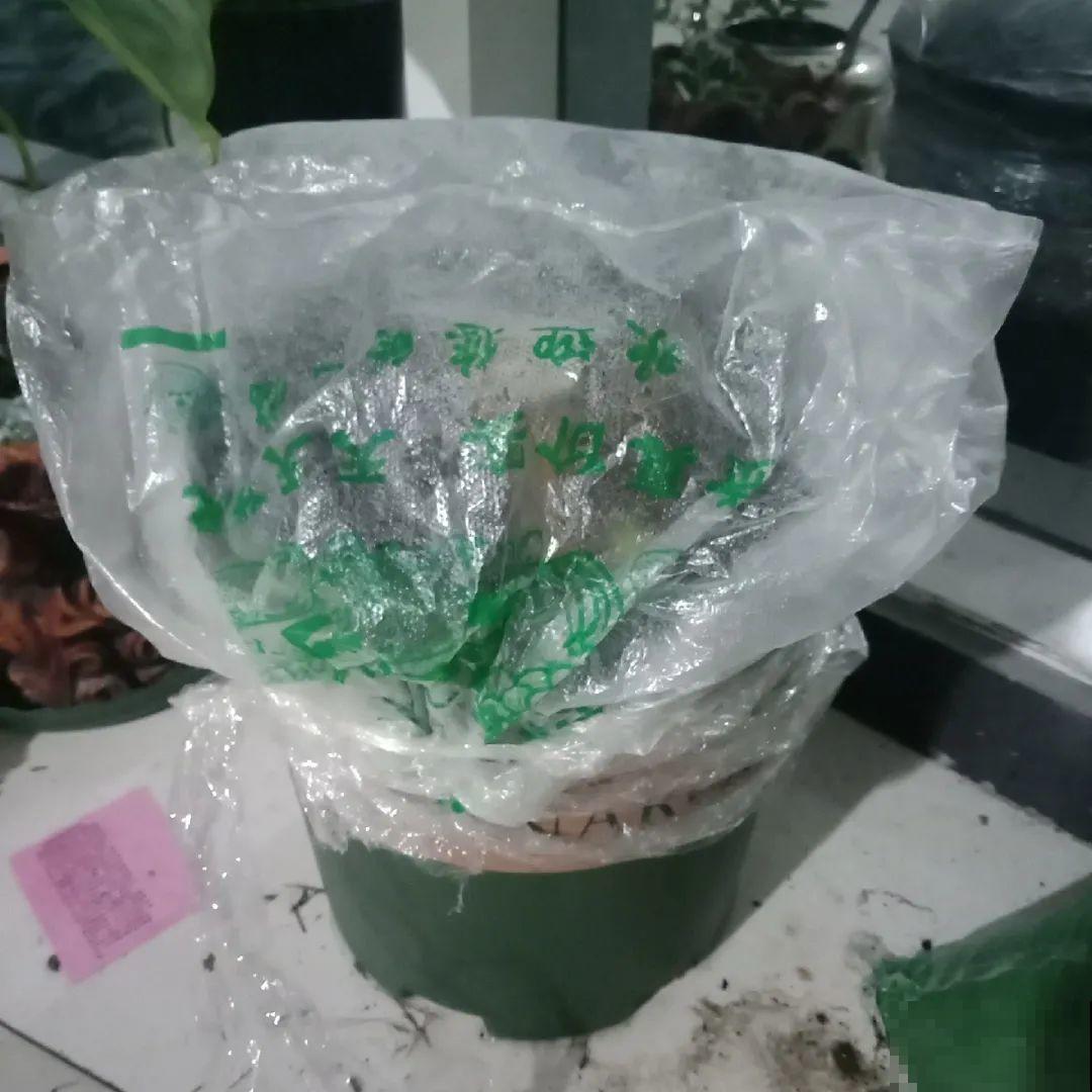 天凉了，9种花不能修剪，剪了以后不开花！