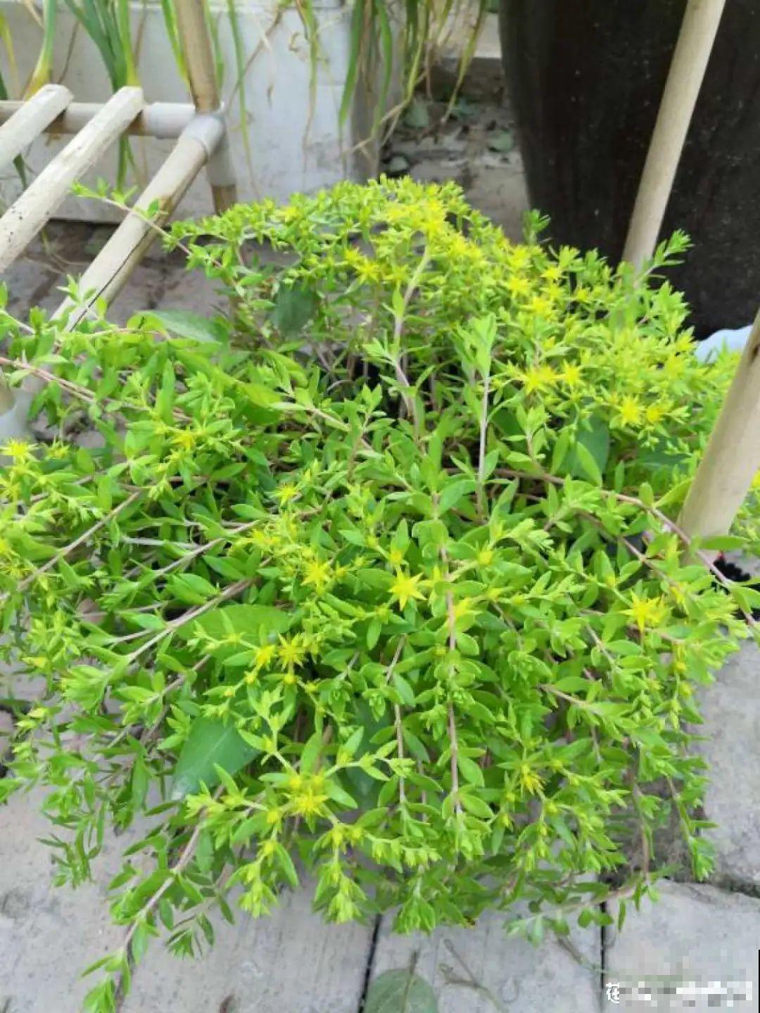 50种小时候常见的野草，现在几乎见不到了