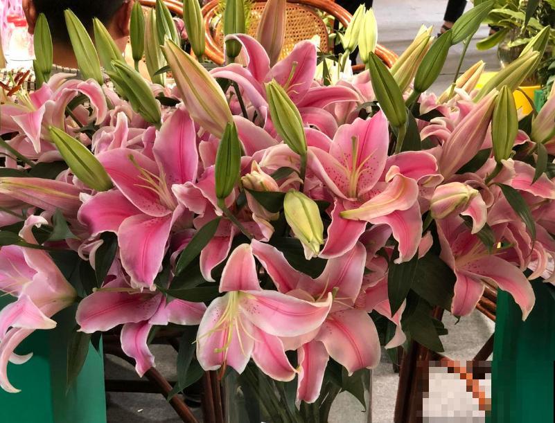 这3种花爱猫人士要注意，坚决不能养，养了猫咪就遭罪！