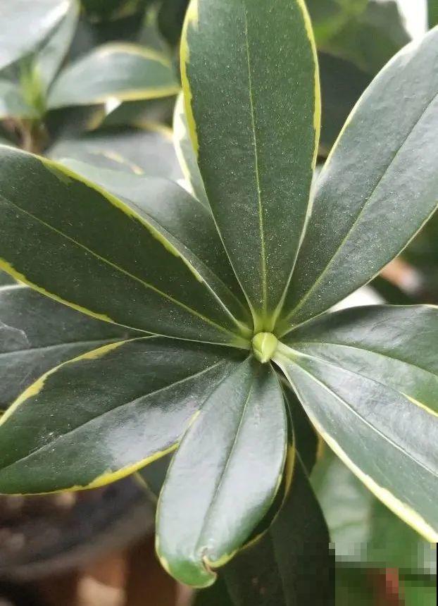 10月养花掐一掐,掐完就来花,盆都塞不下! 10月养花掐一掐,掐完就来花,盆都塞不下!