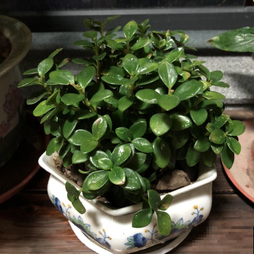 冬天养花,记住这7个要点,安全过冬没问题 冬天养花,记住这7个要点,安全过冬没问题