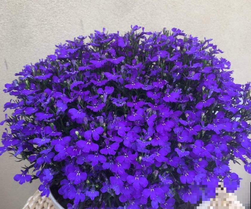 秋季种棵六倍利，很快就开花，花朵撑破盆！