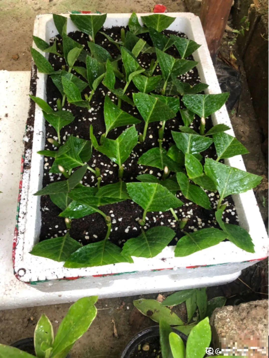 路过垃圾桶，捡走两个泡沫箱，回家扦插出了一大片花