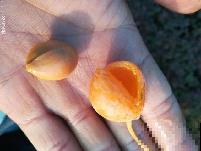 秋分后，绿化带捡种子，回家撒土里就活！