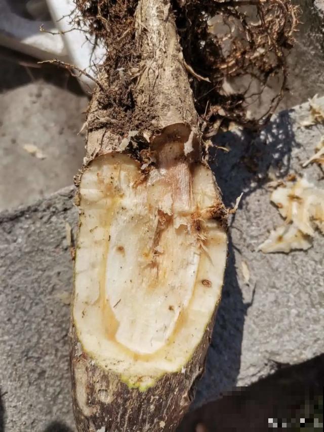 买的花总不活，秘密全在花盆里，搬起来看看才知道